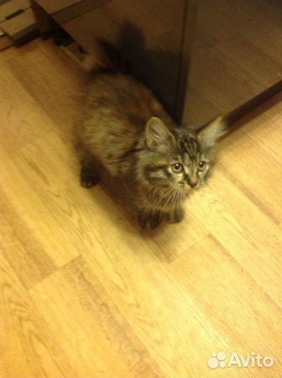 Кошка 1,5 месяца девочка породистая