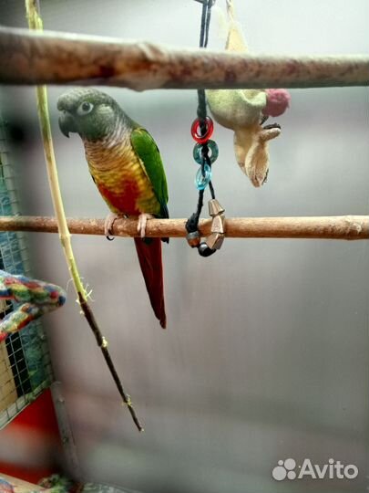 Попугай пиррура молине