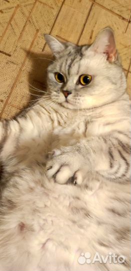 Скоттиш страйт