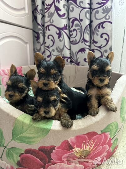 Йоркширский терьер