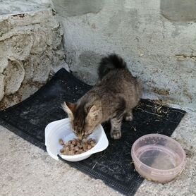 Котята в добрые руки бесплатно