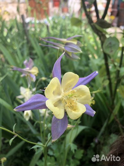 Многолетние Колокольчик скученый Гвоздика