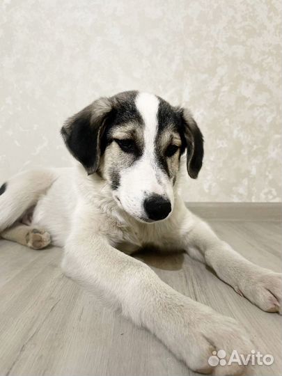 Щенок мальчик