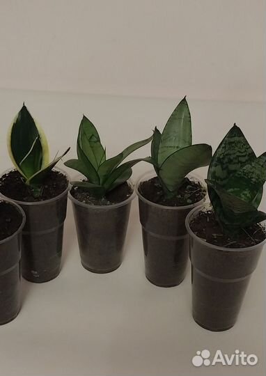 Сансевиерия саженцы
