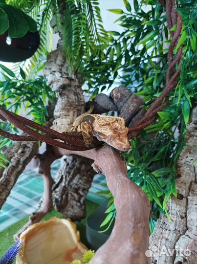 Террариумы под ключ