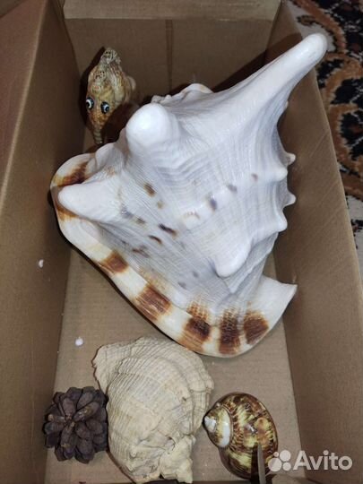 Морские обитатели