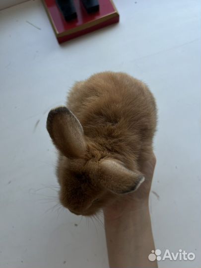 Карликовый кролик