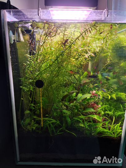 Аквариум