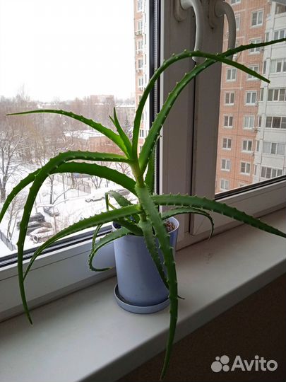 Алоэ, столетник