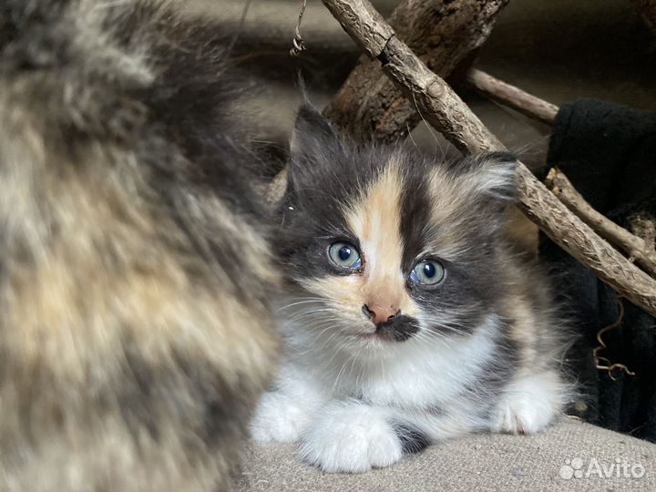Трехцветный котенок девочка
