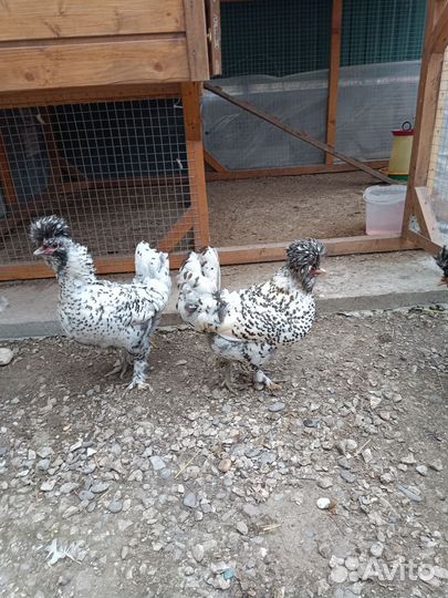 Инкубационное яйцо Павловской (серебро)