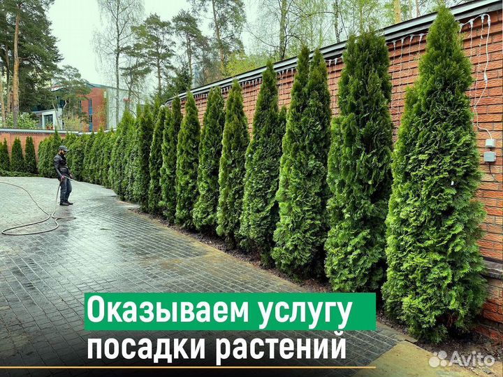 Туя смарагд 2 м свежая копка 2023