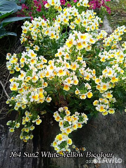 Ампельная немезия