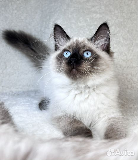 Невская маскарадная (котята)