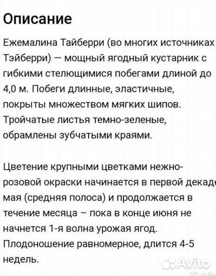 Ежемалина Тайбери,Букингем Тайбери и Медана Тайбер