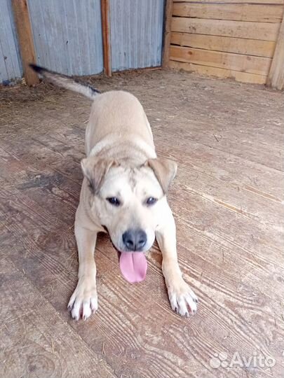 Собака в добрые руки