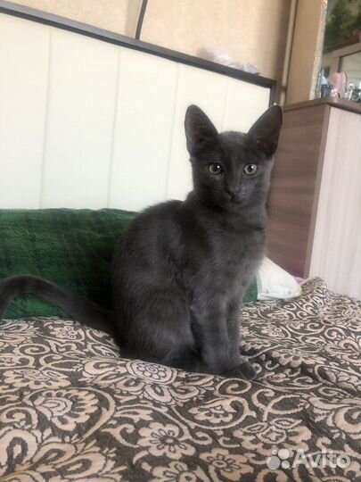 Передержка животных