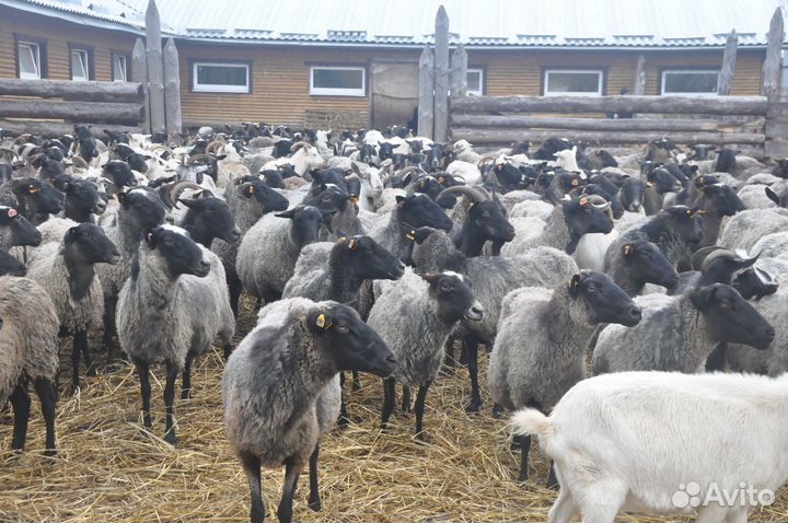 Бараны,Овцы,Ярки