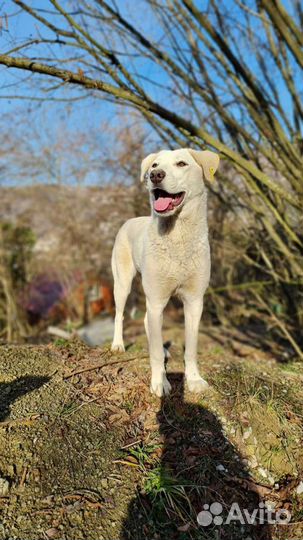 Лабрадор бесплатно