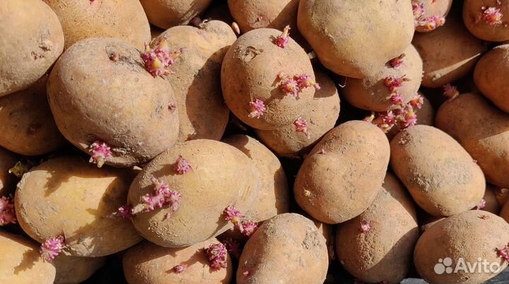 Семенной картофель Аврора, Скарб