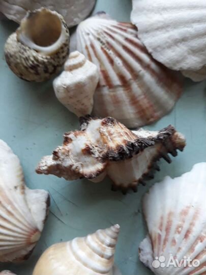 Ракушки разные