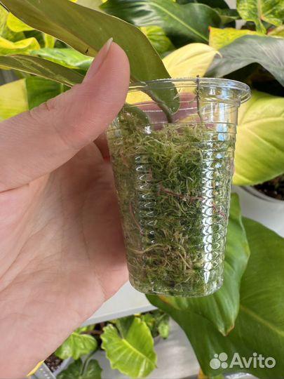 Филодендрон карамель марбл