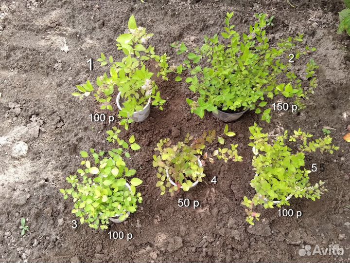 Многолетники для сада