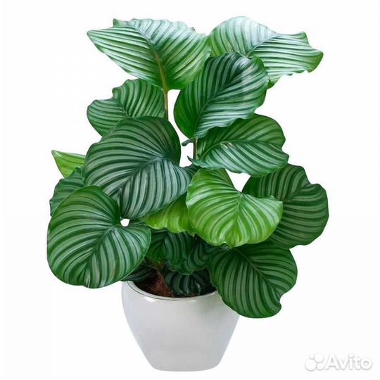 Калатея орбифолия