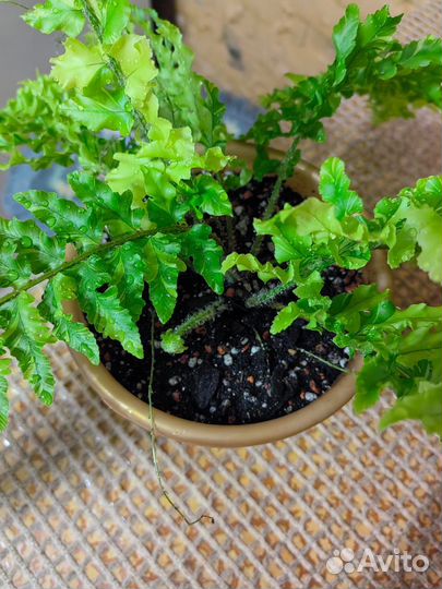 Папоротник дассада вар