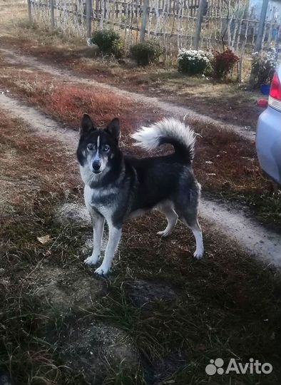 Лайка хаски