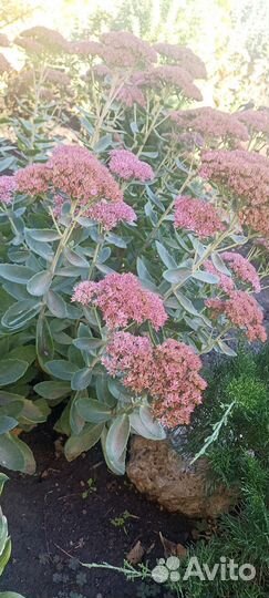 Очиток. Бриллиант