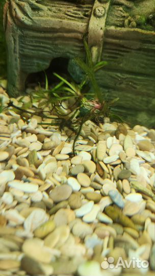 Аквариумные растения неприхотливые