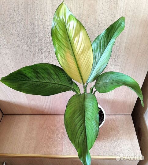 Спатифиллум Сплит милк