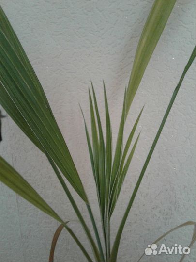 Пальма Вашингтония