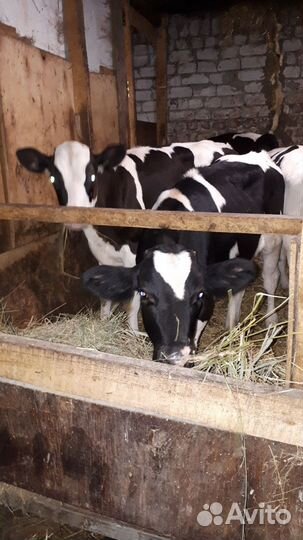 Бычки,телки.Цильна