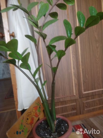 Замиокулькас