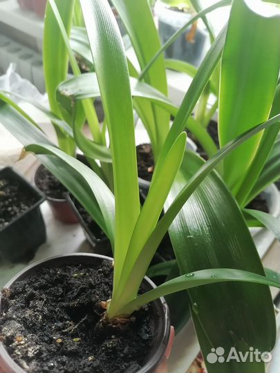 Амарилис луковицы