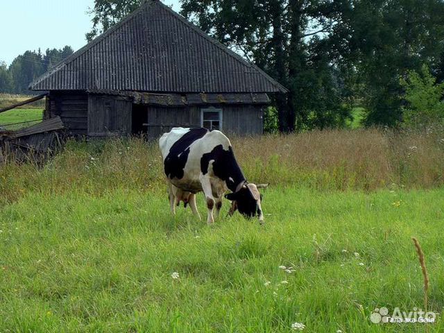 Фото коров в деревне Корова с теленком купить в Рыбном Животные и зоотовары Авито