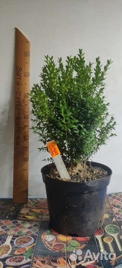 Самшит вечнозеленый