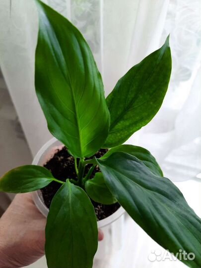 Комнатные цветы