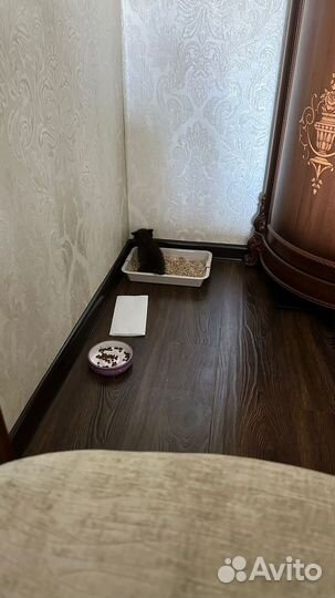 Черный котенок