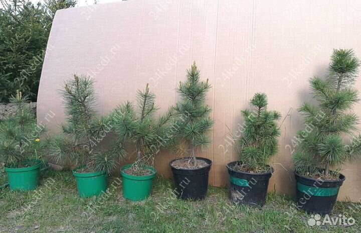 Саженцы сибирского кедра