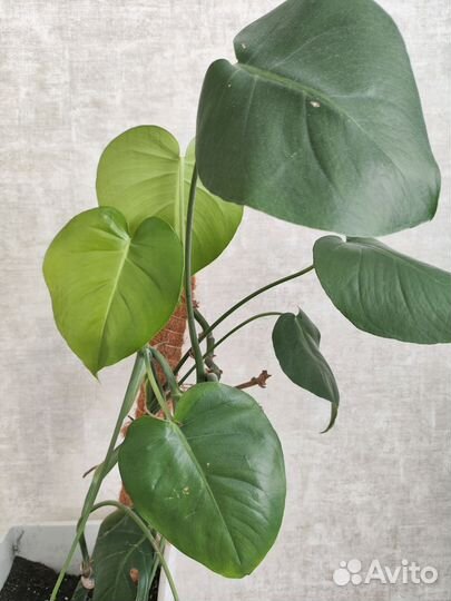 Монстера с горшком