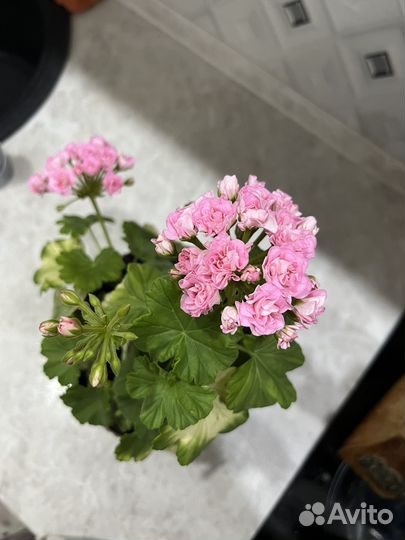 Герань пеларгония