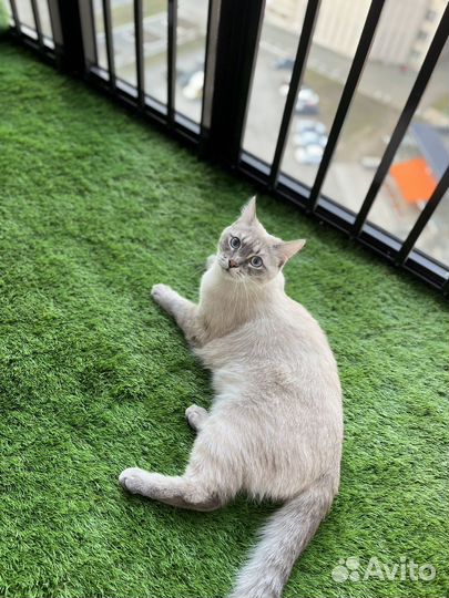 Кот