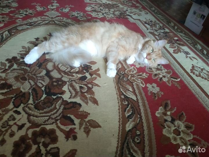Кошка ищет кота