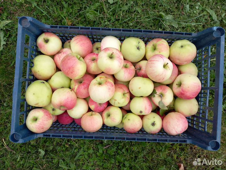 Яблоки садовые