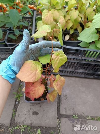 Саженцы актинидии