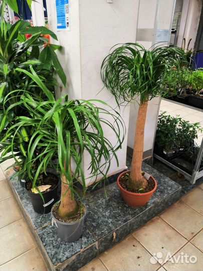 Бокарнея - Нолина. Оптом и в розницу