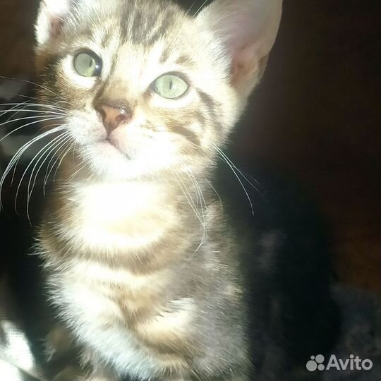 Бенгальская